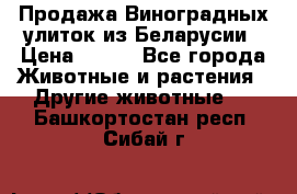 Продажа Виноградных улиток из Беларусии › Цена ­ 250 - Все города Животные и растения » Другие животные   . Башкортостан респ.,Сибай г.